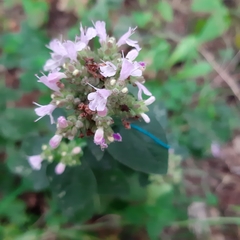 Origanum vulgare