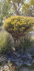 Acacia continua