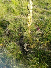 Pedicularis compacta