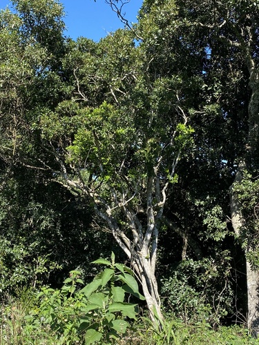 False Waterberry (Rhynchocalyx lawsonioides)
