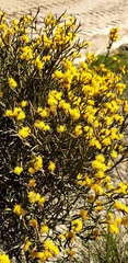 Acacia continua