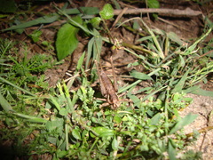 Antaxius spinibrachius