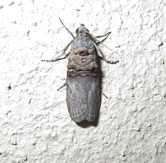 Trachonitis capensis