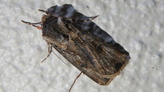 Agrotis munda