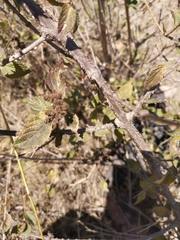 Lantana camara