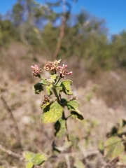 Lantana camara