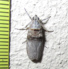 Trachonitis capensis