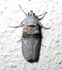 Trachonitis capensis