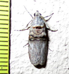 Trachonitis capensis