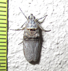 Trachonitis capensis