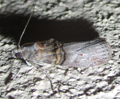 Trachonitis capensis