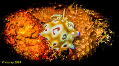 Goniobranchus leopardus