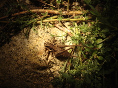 Antaxius spinibrachius