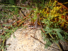 Antaxius spinibrachius