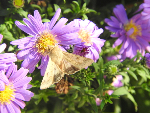 Helicoverpa armigera