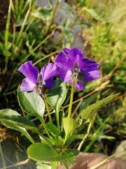 Viola disjuncta