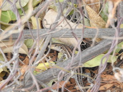 Gallotia galloti galloti