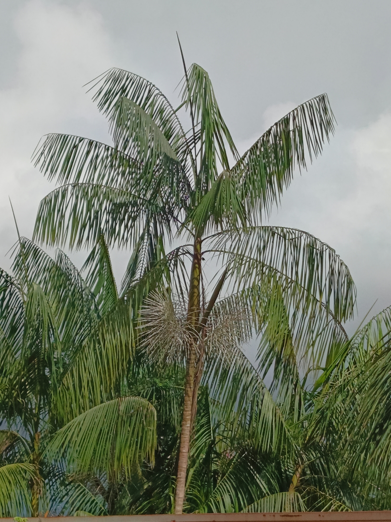 Imagem de Açaí-solteiro