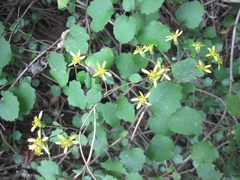 Brachyglottis sciadophila