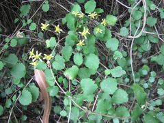 Brachyglottis sciadophila