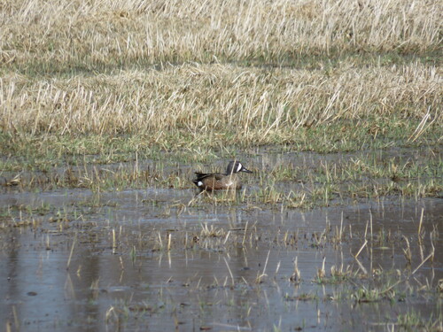 Blue-winged Teal