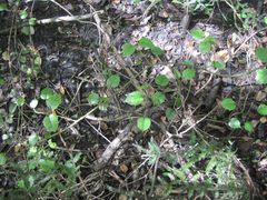 Rubus australis