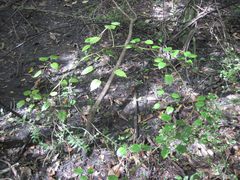 Rubus australis