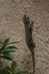 Hemidactylus leschenaultii