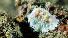 Goniobranchus aureopurpureus