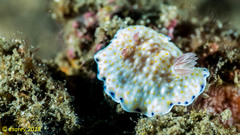 Goniobranchus aureopurpureus