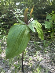 Trillium viride