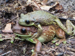 Amazonian Milk Frog photo 2