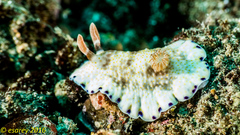 Goniobranchus aureopurpureus