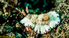 Goniobranchus aureopurpureus