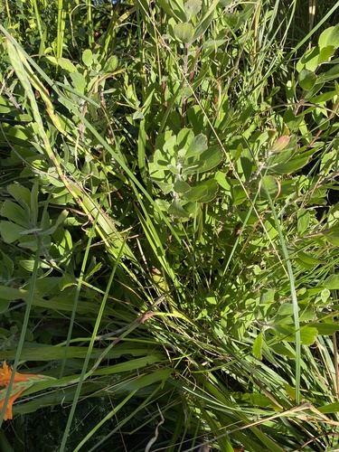 Leucospermum innovans, photograph 4