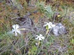 Dianthus awaricus