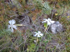 Dianthus awaricus