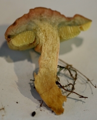 Hortiboletus bubalinus