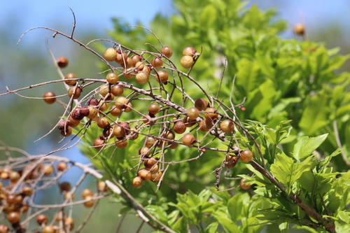 Sapindus saponaria - Leaves