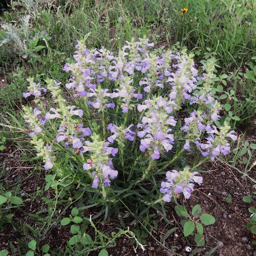 Image of Salvia engelmannii by (c) Annika Lindqvist, some rights reserved (CC BY)