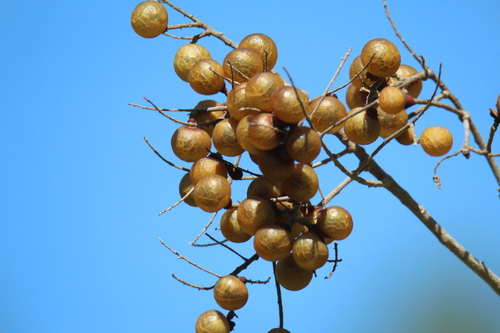 Sapindus saponaria - Whole tree