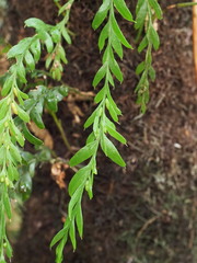 Tmesipteris horomaka