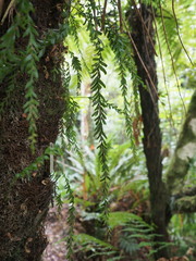 Tmesipteris horomaka