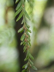 Tmesipteris horomaka