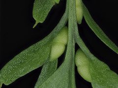 Tmesipteris horomaka