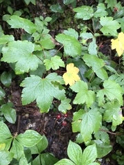 Ribes glandulosum
