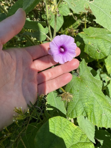 Small Morning Glory (Ipomoea wightii)