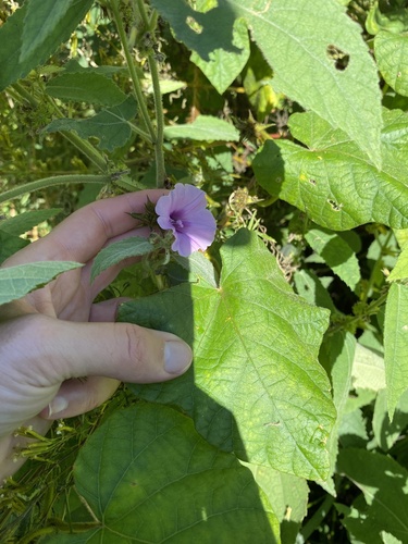 Ipomoea wightii, photograph 2