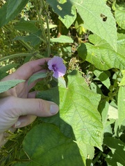 Ipomoea wightii, photograph (c) Sunčana Bradley, some rights reserved (CC BY)