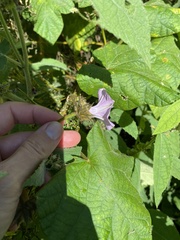 Ipomoea wightii, photograph (c) Sunčana Bradley, some rights reserved (CC BY)